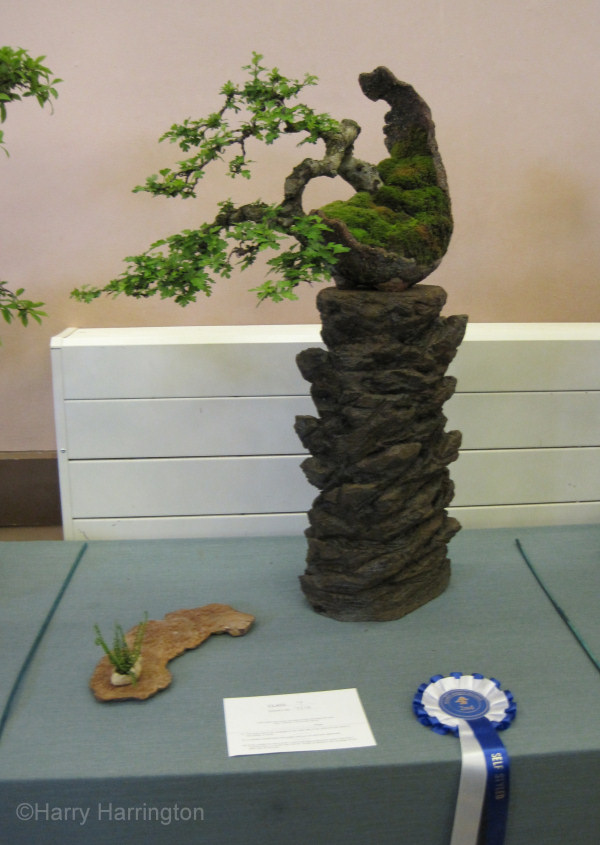 hawthorn cascade bonsai